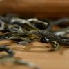 Certified Organic Yunnan Silver Strands Green Tea