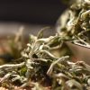 Early Spring Cui Ming Premium Yunnan Green Tea